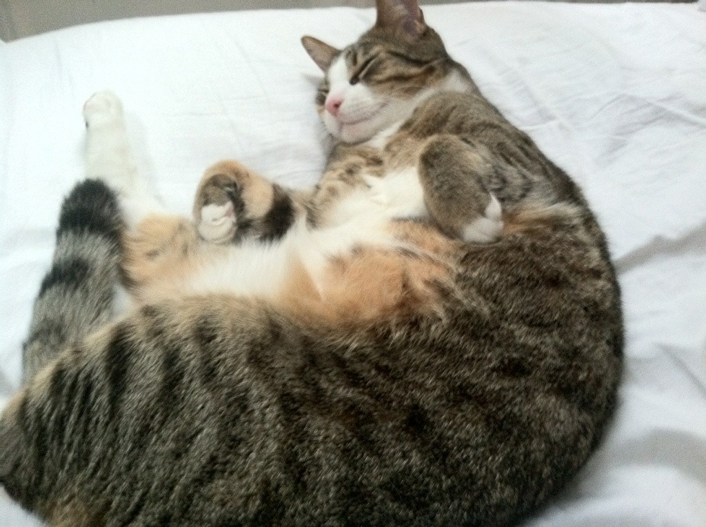 绿鹰折翼,雄鹰翱翔,基耶萨一锤定音,尼日利亚碾压突尼斯