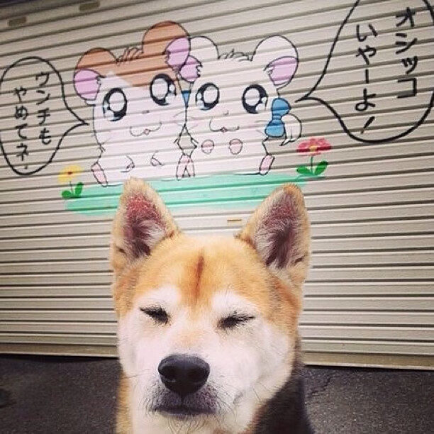 武切维奇跨洋降服东北虎，一场热身赛背后的篮球全球化密码