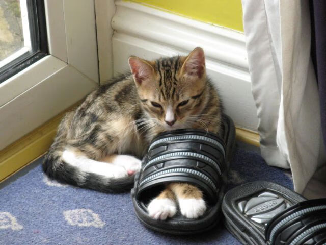 千锤铁骨一锤定音，金玟哉的世界杯之夜如何定义亚洲足球的孤勇