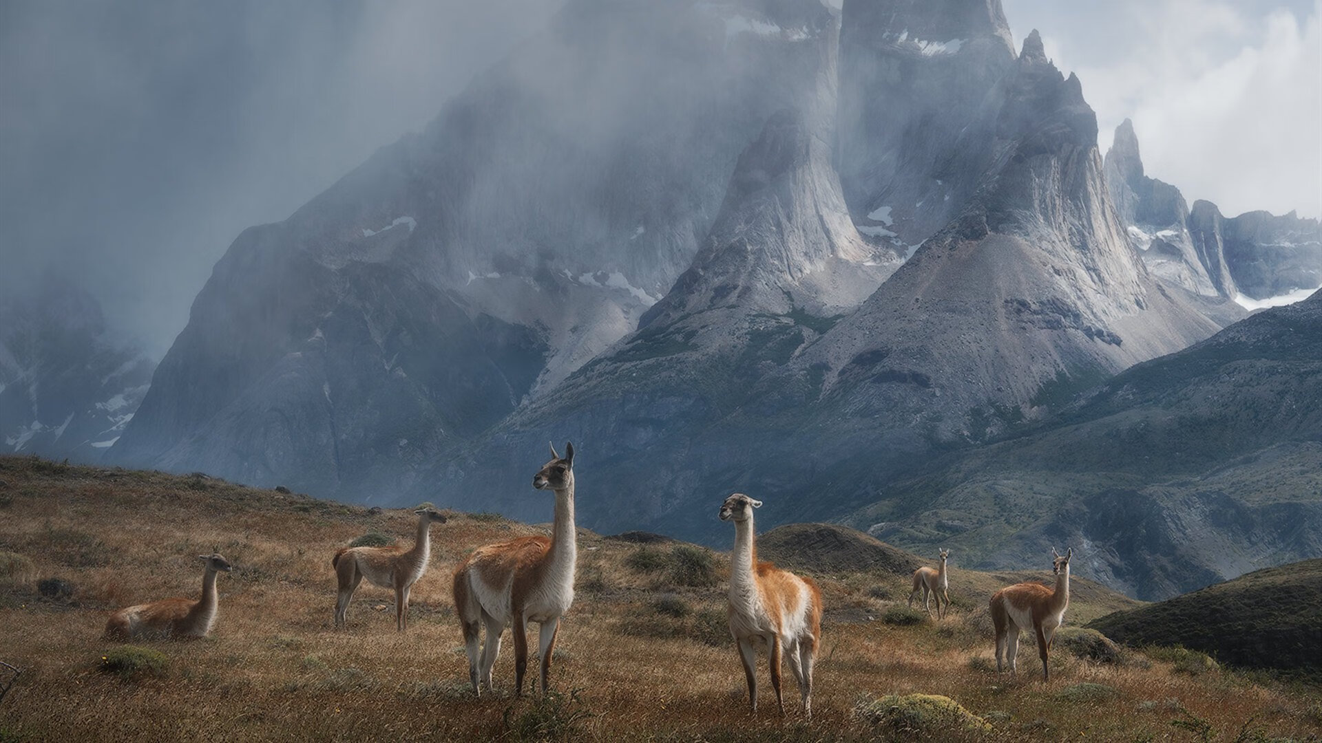 武切维奇生涯之夜助吉林力克黄蜂,外援政策下的本土英雄崛起