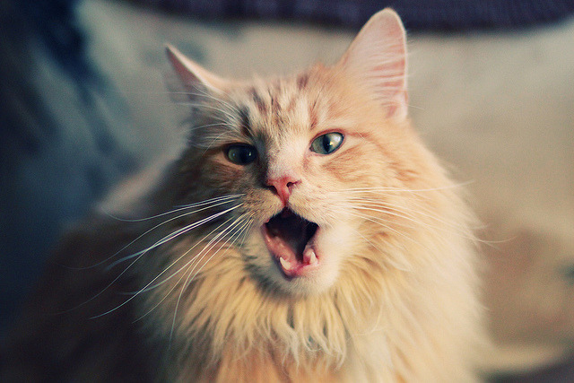 锡安末节统治攻防，公牛逆转雷霆赢下生死战