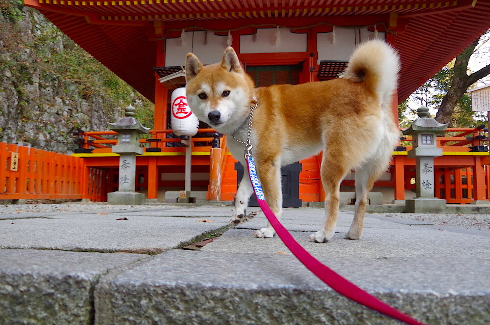 数据核爆之夜！金玟哉统治级表现引爆世界排名争夺战