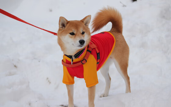 京多安魔法撕裂蓝鹰防线,丹麦球队欧冠夜奏响北欧传奇