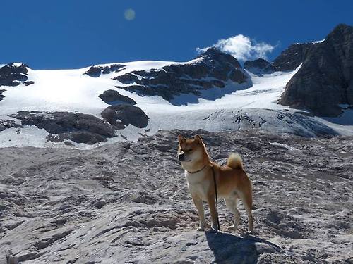霍勒迪砍下三双如定海神针，太阳主场大胜爵士迎连胜