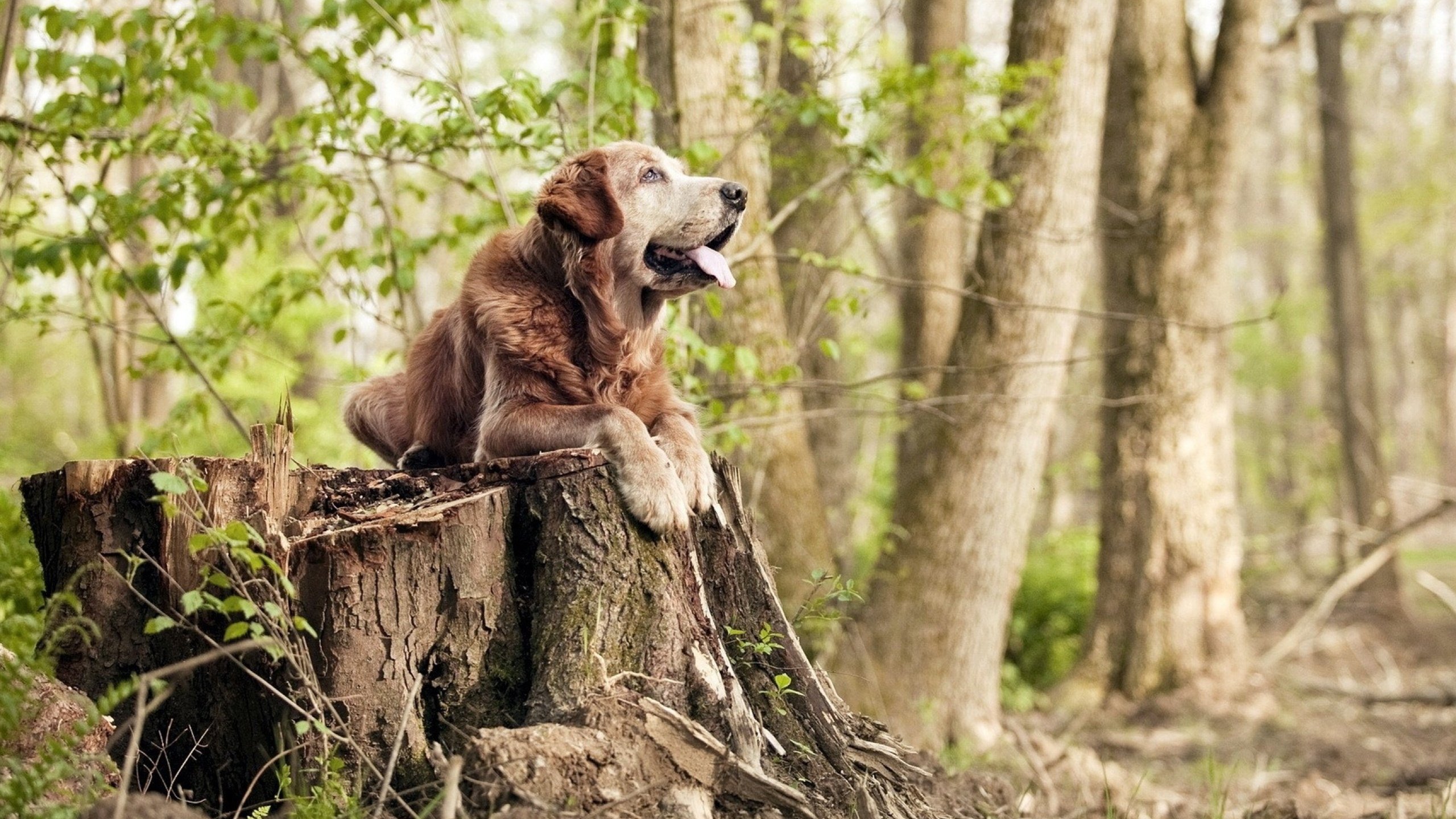 欧冠淘汰赛焦点战，葡萄牙本菲卡客场力克勒沃库森，晋级之路曙光初现