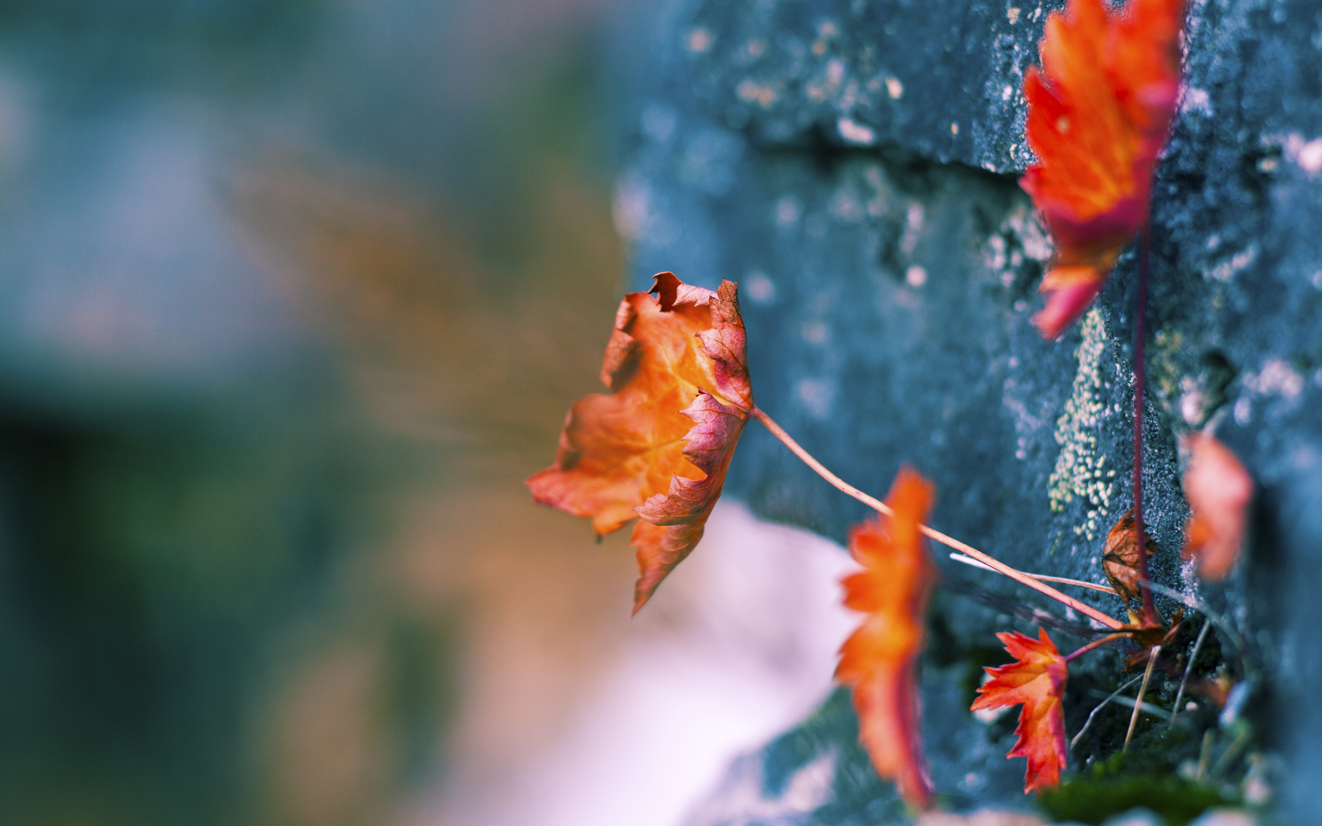 爱德华兹狂砍统治级数据,开拓者末节逆转险胜国王