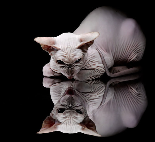 那不勒斯加冕夜的王者,莱万,一场完美风暴的绝对核心