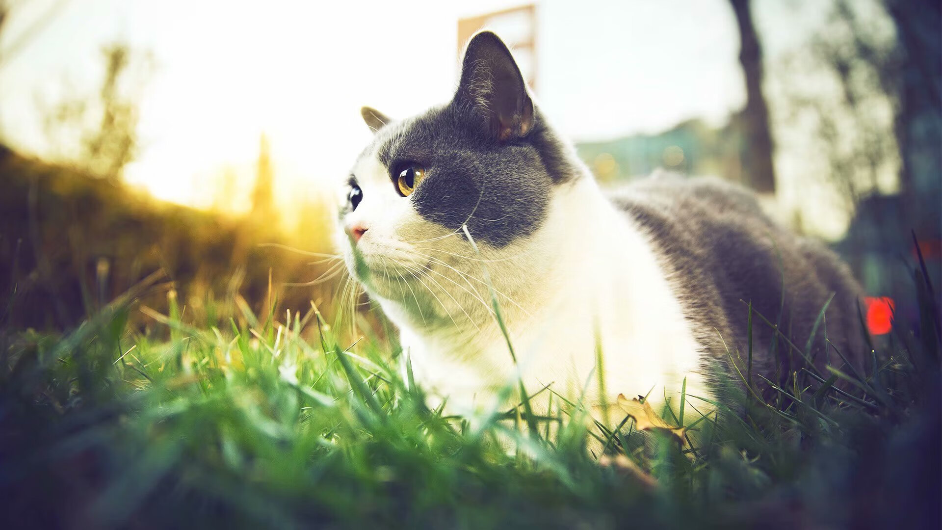 格纳布里打出统治级数据，波兰与加纳对决中巨星光芒四射