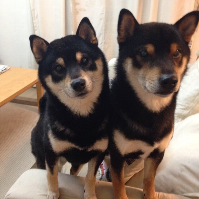 终极审判日，欧文冷血猎日计划，黄蜂如何正面碾碎太阳神话