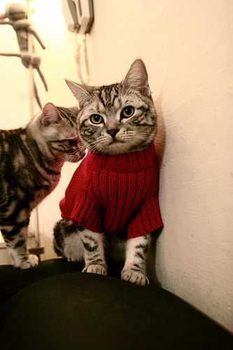 神兵天降！克罗地亚斩落皇家社会，新星特奥一战惊天下