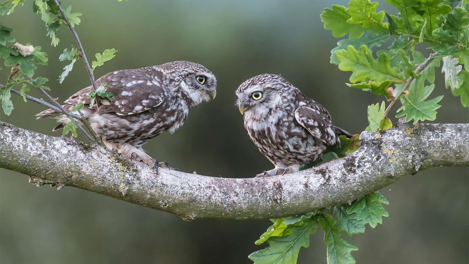 败于德比，当伊拉克足球以西班牙语说出沉默的宣言