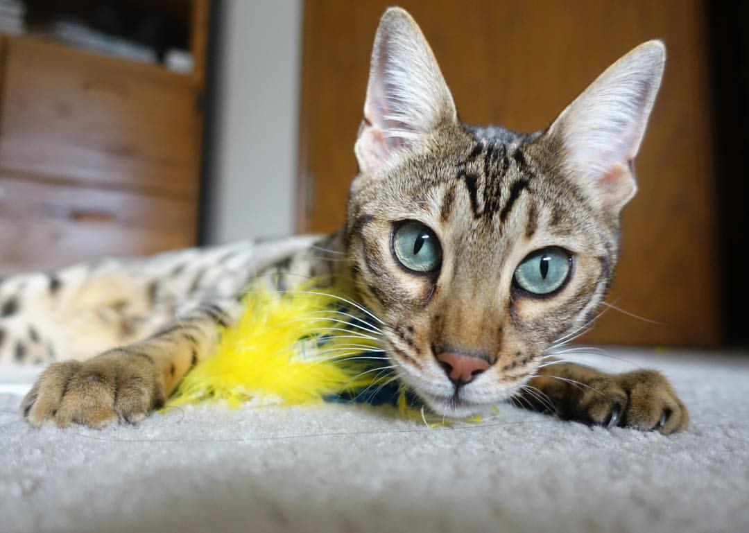 掌控之夜,佩德里在美加墨世界杯的魔法舞步