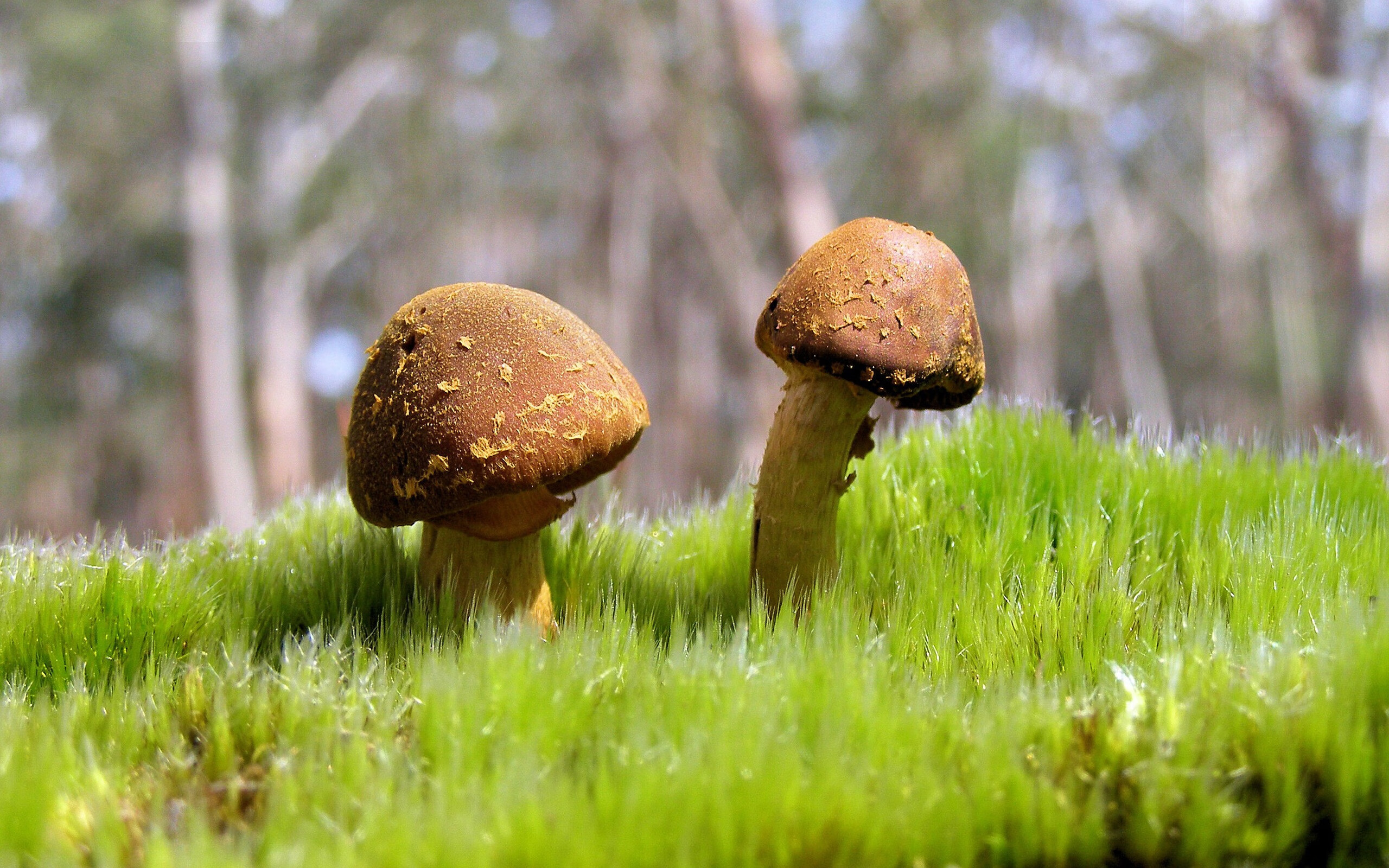 破晓前最暗的夜，切特·霍尔姆格伦与吞噬世界的舞台