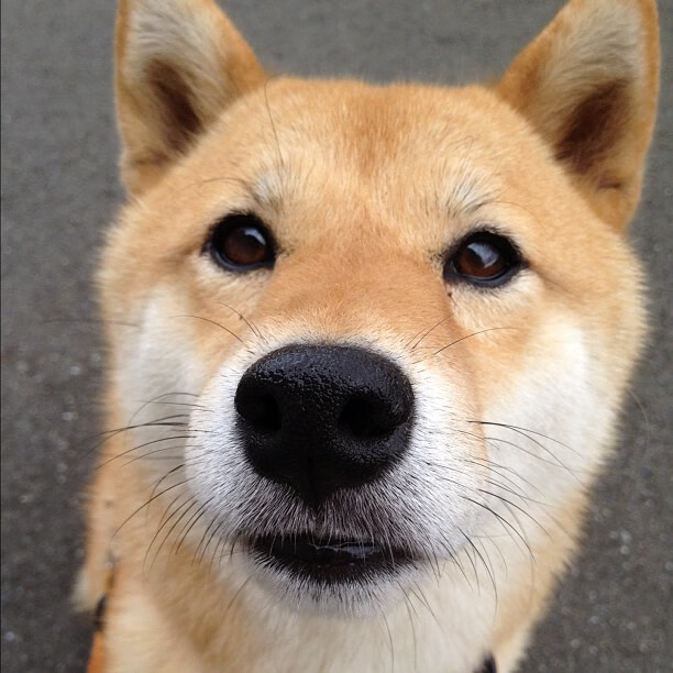 卡马文加中场魔术师!一手掌控黄潜与马赛的攻防命脉