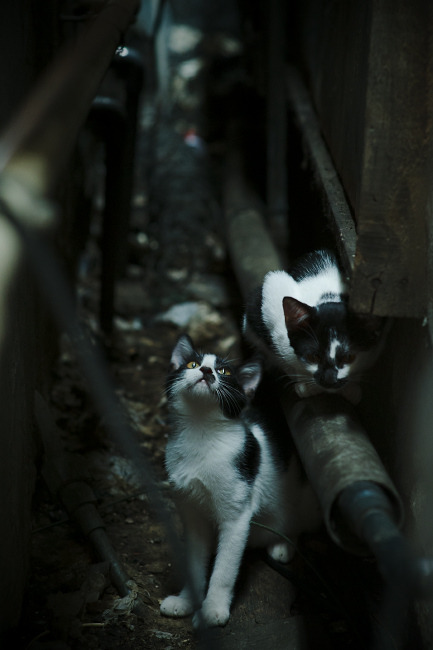 锋线风暴与天才闪耀,尼克斯收割广厦,拉梅洛主宰年度焦点战